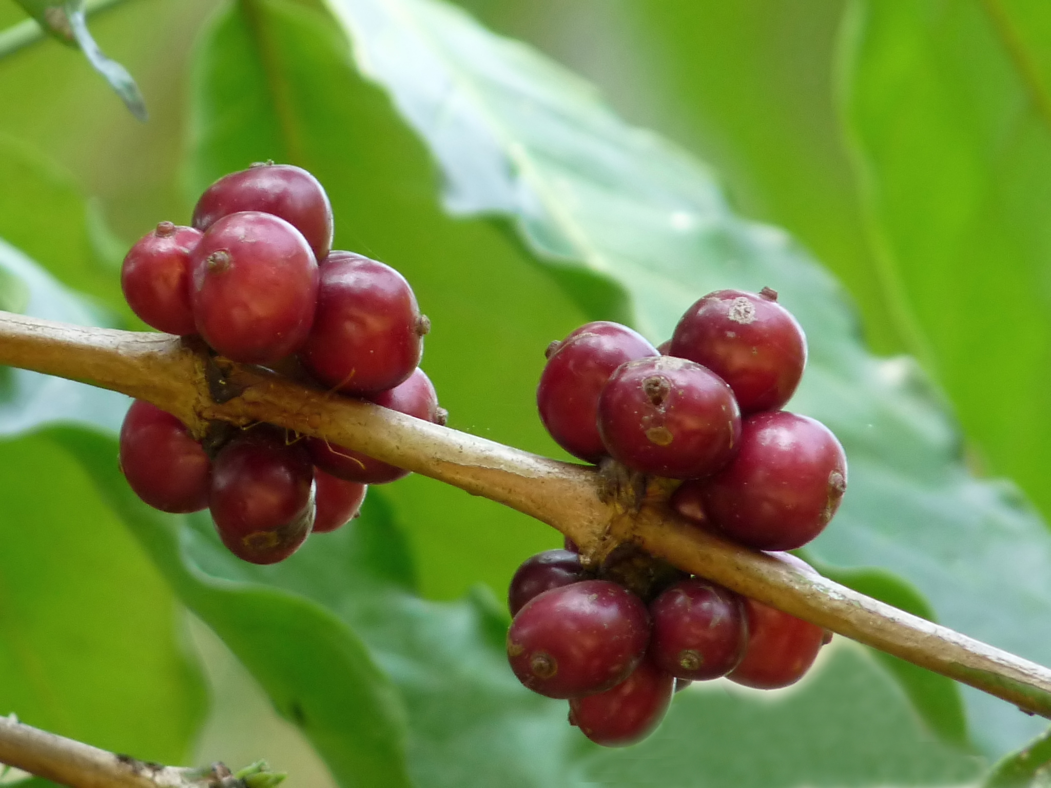 coffea-canephora-2-at-aanakkulam.jpg